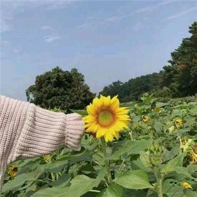 神武大陆手游下载